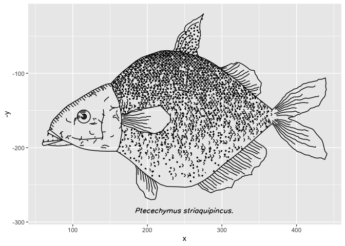 Line drawing of a fish