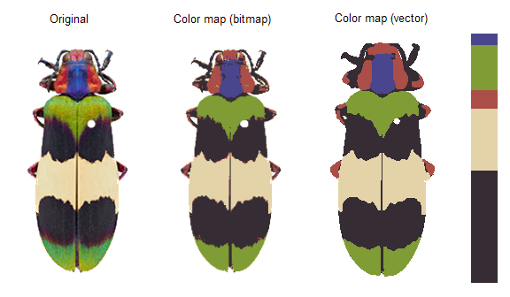 Original, bit mapped, and vector mapped images of insect