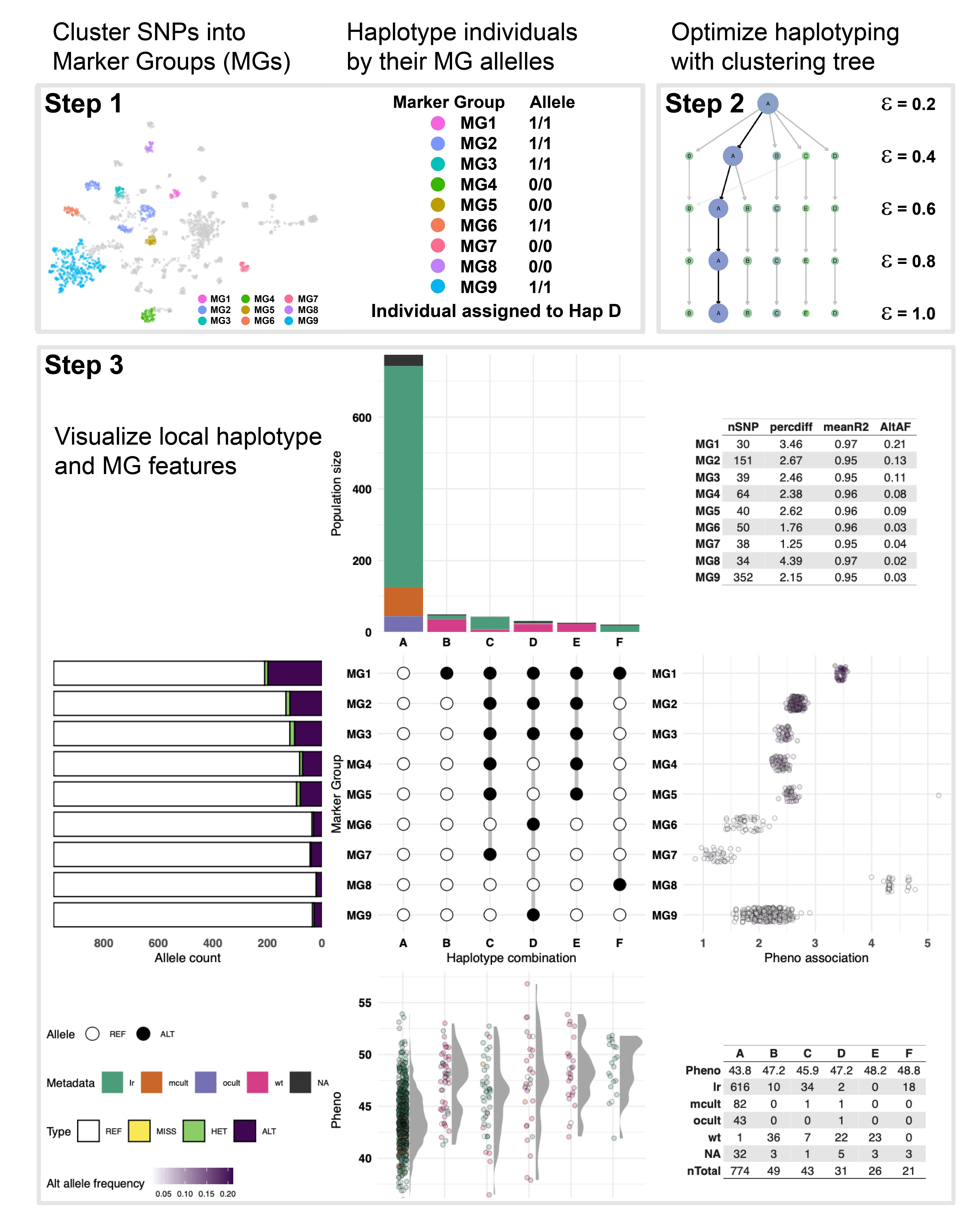 Visualization of haplotypes by marker groups