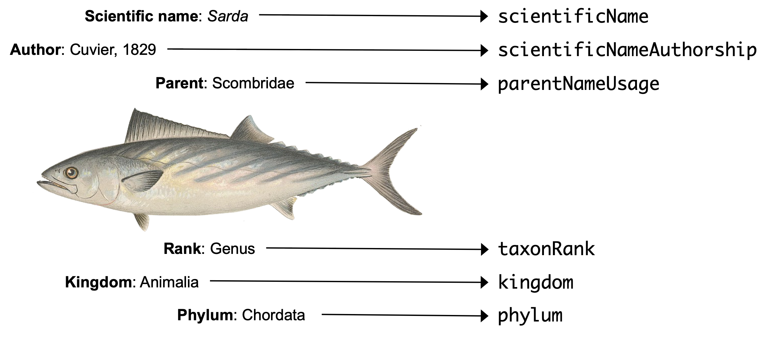 Fish with taxon terms