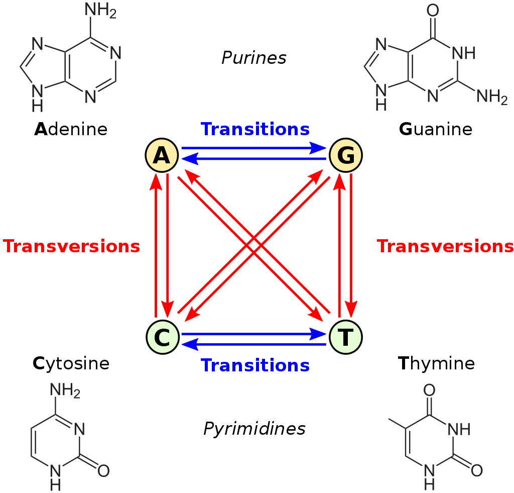 transversions vs transitions. Available at https://upload.wikimedia.org/wikipedia/commons/thumb/8/8a/All_transitions_and_transversions.svg/1024px-All_transitions_and_transversions.svg.png