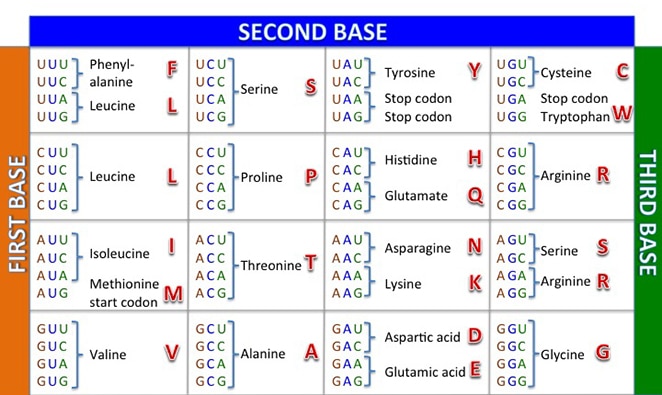 Codon Table